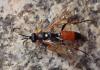Exephanes ischioxanthus